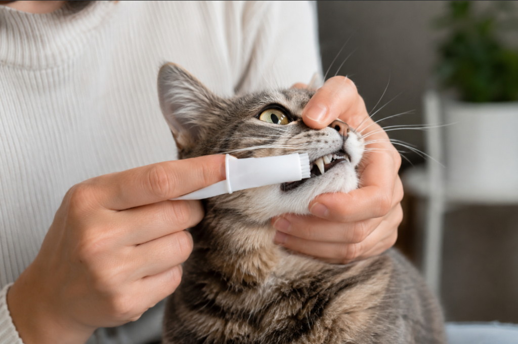 higiene dental gatos